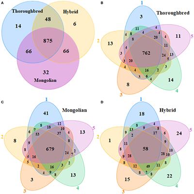 Variations in the fecal microbiota and their functions of Thoroughbred, Mongolian, and Hybrid horses